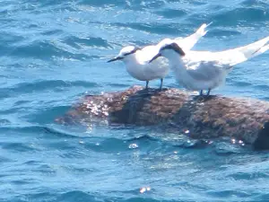 Aqualagoon Poindimié