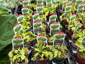 Four Seasons Nursery & Garden