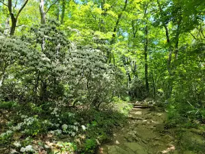 Dark Hollow Falls Trailhead