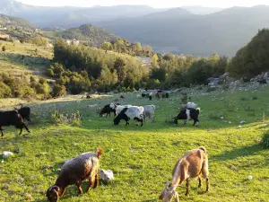 Yeniköy
