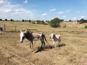 PaPa Simpson's Farm