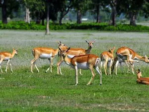 Shuklaphanta National Park