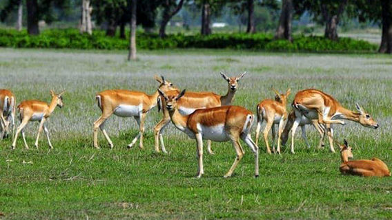 Shuklaphanta National Park