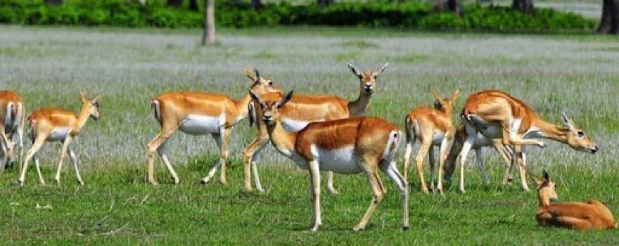 Shuklaphanta National Park