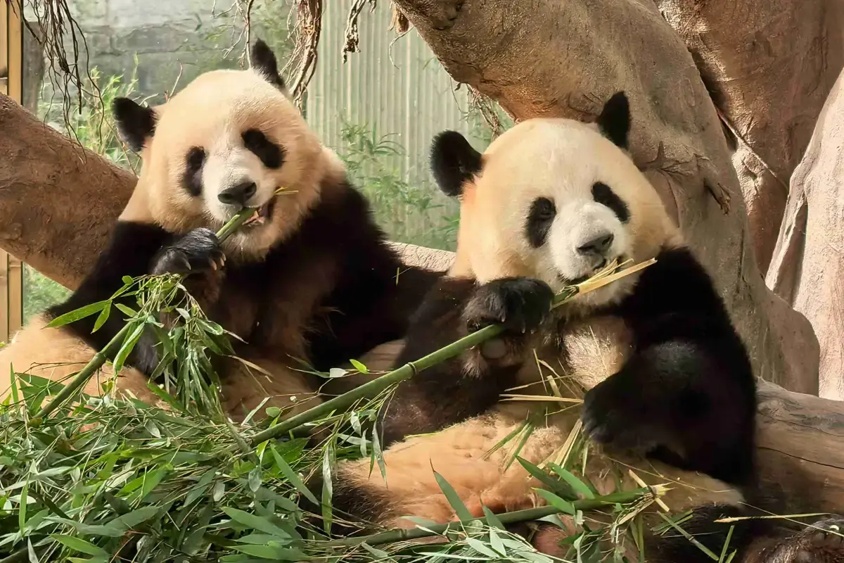 Chongqing Zoo Pandas