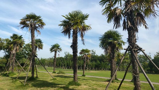 Lingbi Happy Valley Amusement Park - Internet Celebrity Bridge