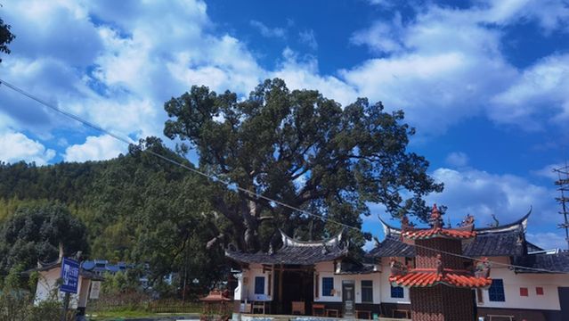 Millennium Camphor Tree King