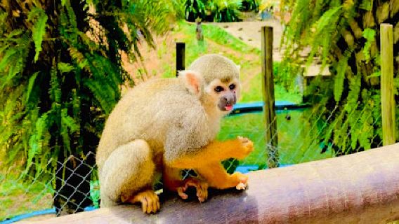 Salvador Zoo and Botanical Park