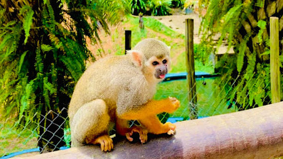 Salvador Zoo and Botanical Park