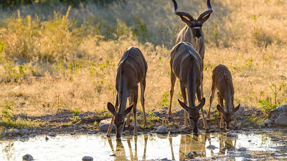 Moringa Waterhole Viewpoint