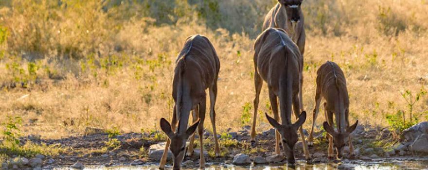 Moringa Waterhole Viewpoint