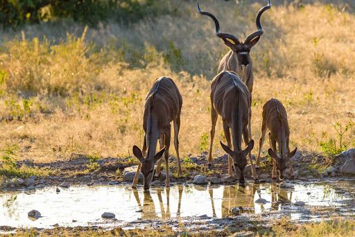 Moringa Waterhole Viewpoint