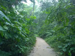 Lawachara National Park