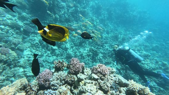 Golden Dolphin Diving Center