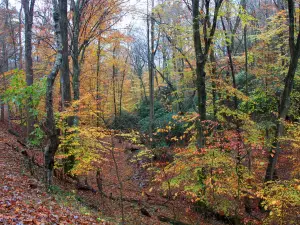 Fairy Stone State Park