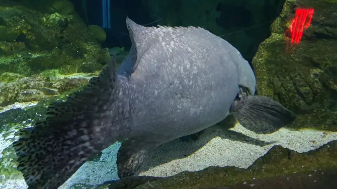 3_關島海底世界水族館