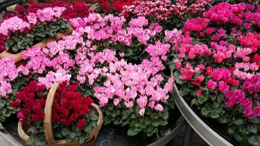Omearas Garden Centre