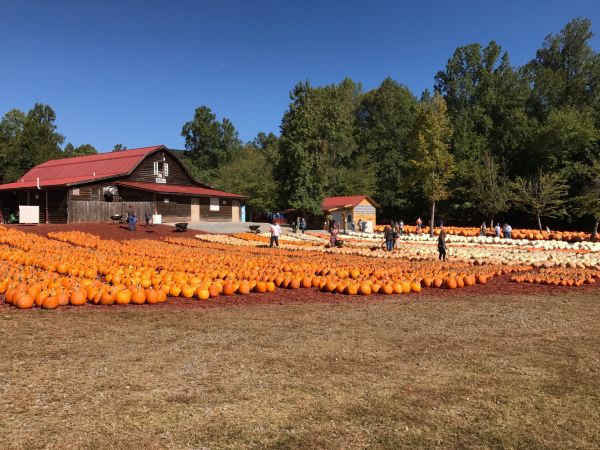 Burt's Pumpkin Farm