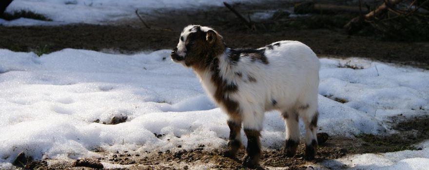 zoo di Servion