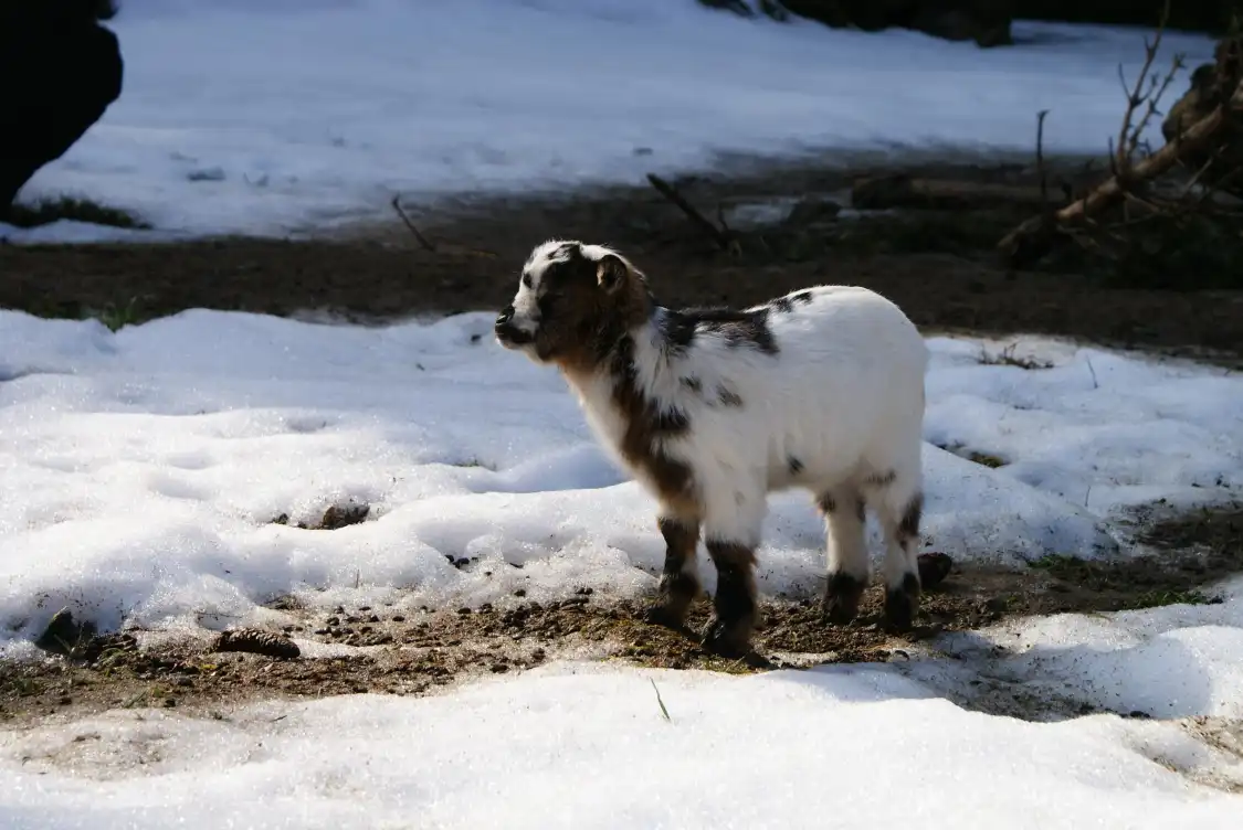 Hotels near Zoo de Servion