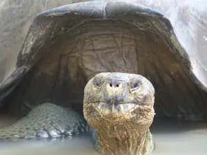Galapaguera de Cerro Colorado