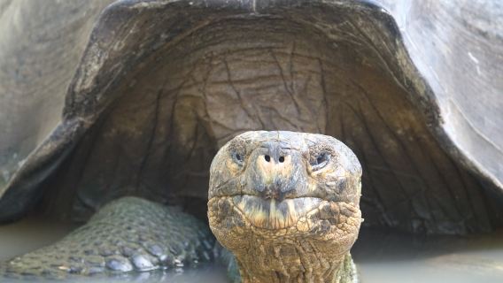 Galapaguera de Cerro Colorado