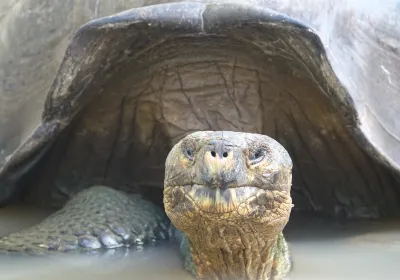 Galapaguera de Cerro Colorado