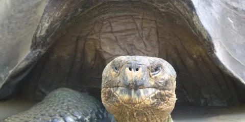 Galapaguera de Cerro Colorado