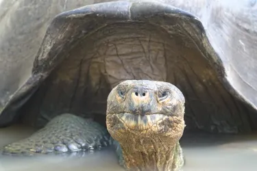 Galapaguera de Cerro Colorado