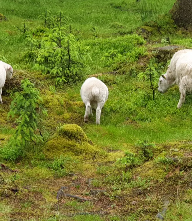 Dartmoor Forest