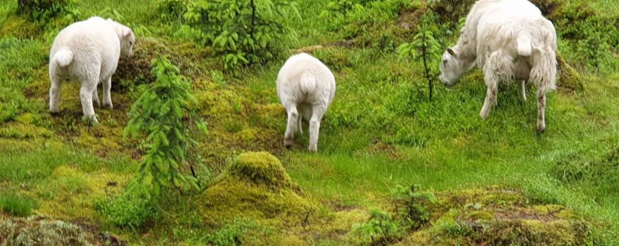 Dartmoor Forest
