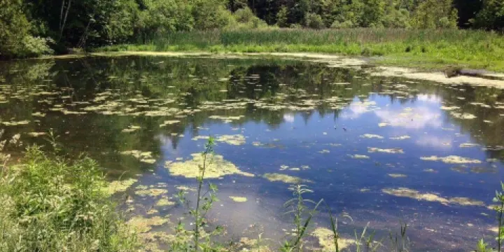Thornton Bales Conservation Area