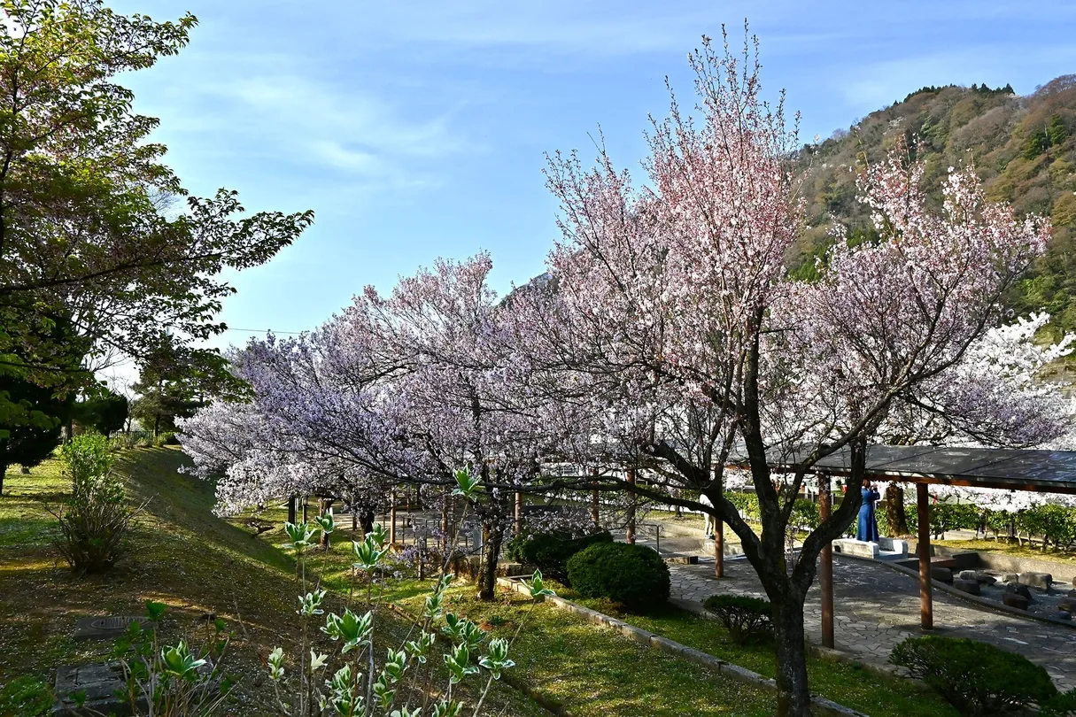 2_Shogawa Aqua Memorial Park