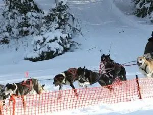 Ultimate Dog Sledding Experience