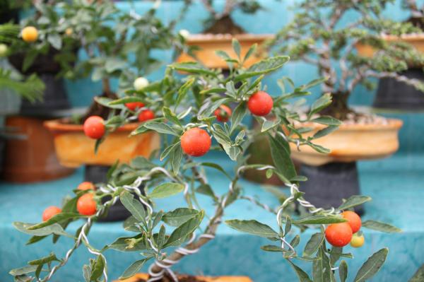 Kusuma Agro Wisata
