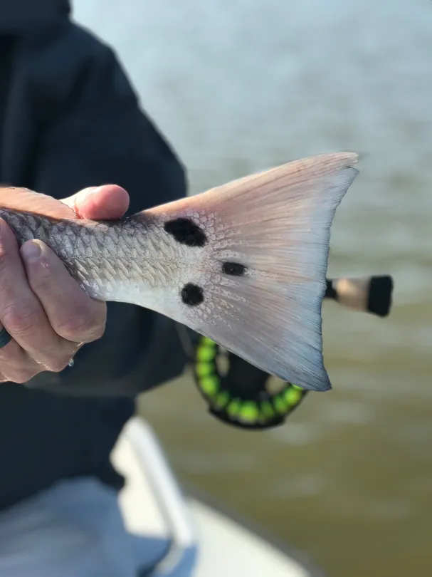 2_Fly Fish Rockport