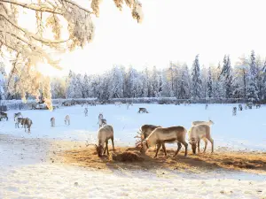 Kujala Reindeer Farm