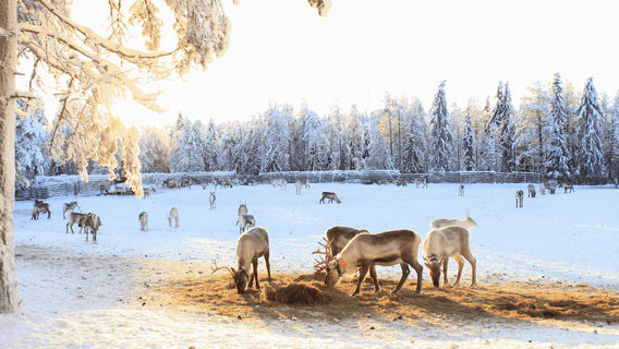 Kujala Reindeer Farm