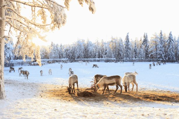 Kujala Reindeer Farm