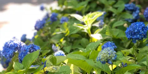 高崎市染料植物園