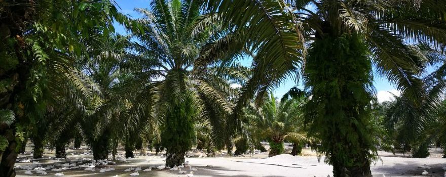 Trong Leisure Farm & Resort