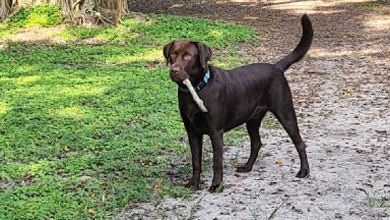 Laurie Crawford Dog Park