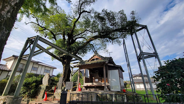 麻生原のキンモクセイ