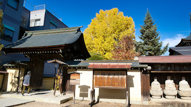 1,200 year old ginko tree