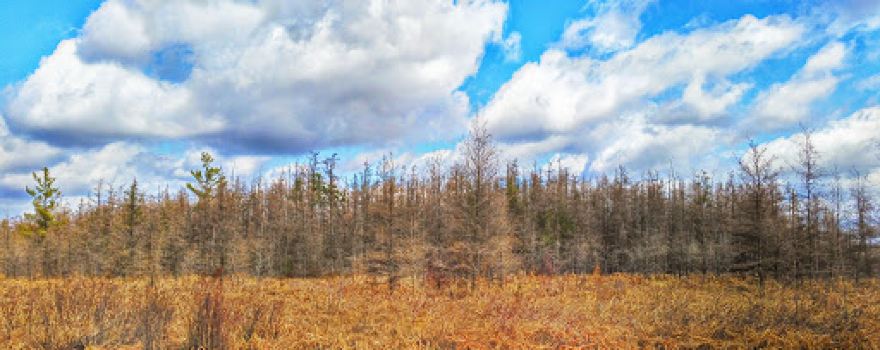 Lawin Sedge Meadow State Natural Area