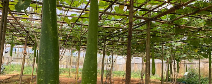 Da Dream Farm- Vườn rau hữu cơ Đà Lạt