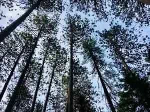 Cathedral Pines Camp Ground