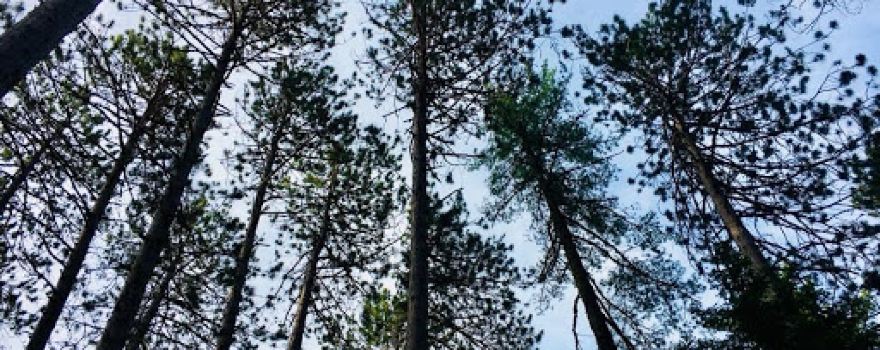 Cathedral Pines Camp Ground