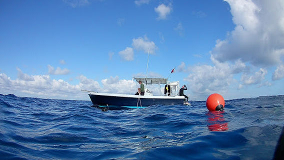 Florida Shark Diving