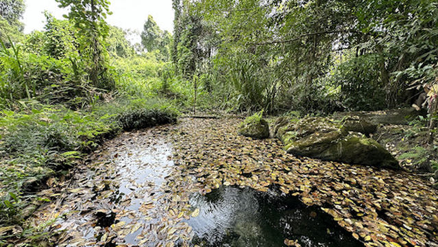 Aom Ruedi Forest Park